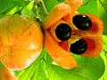 ackee